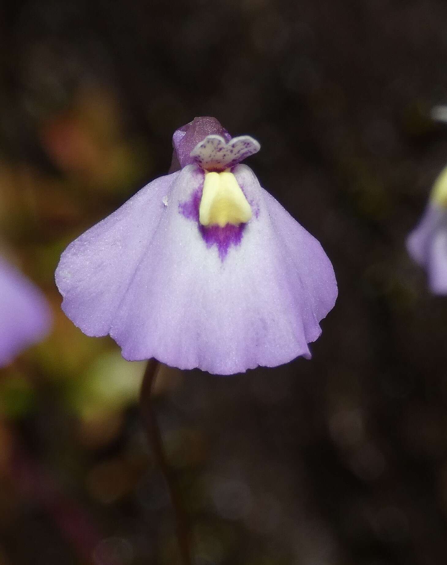 Image of Utricularia grampiana R. W. Jobson