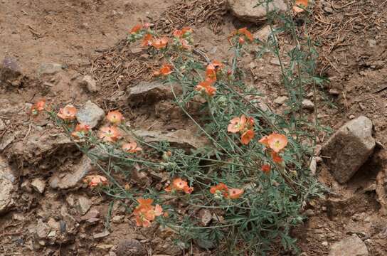 Imagem de Sphaeralcea fendleri A. Gray