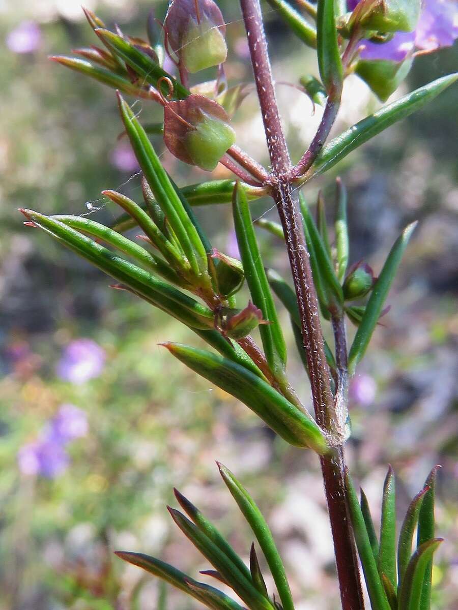 Image of Prostanthera scutellarioides (R. Br.) Druce