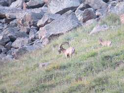 Image of Asiatic Ibex