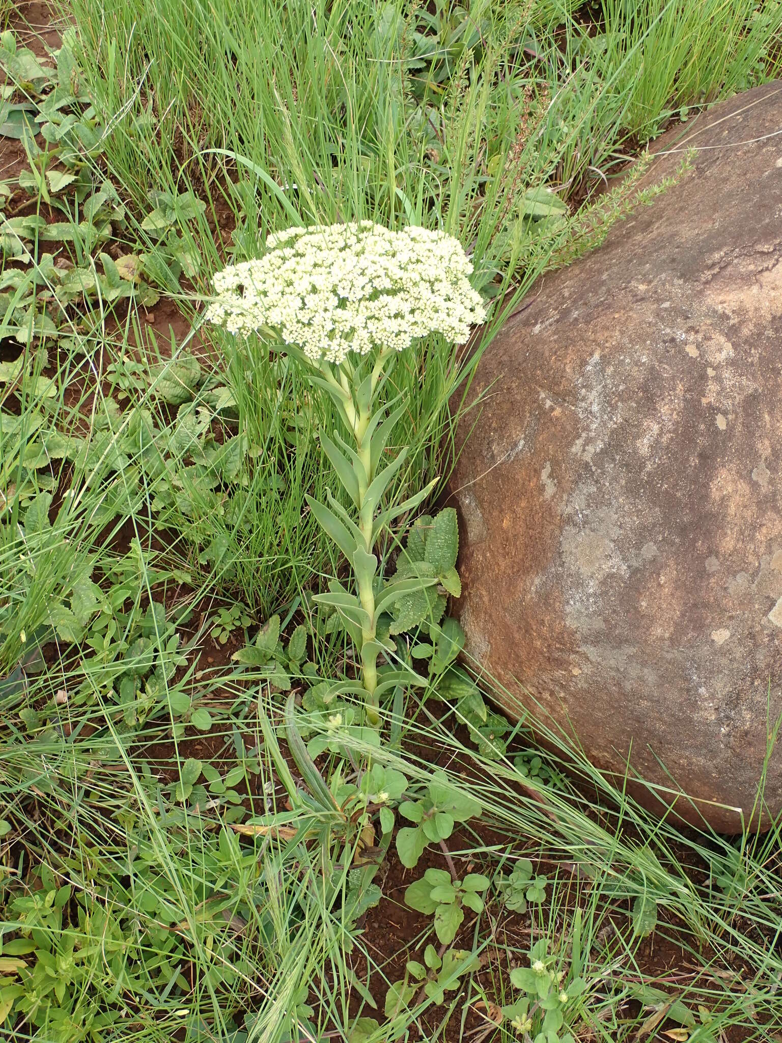 Crassula vaginata subsp. vaginata resmi