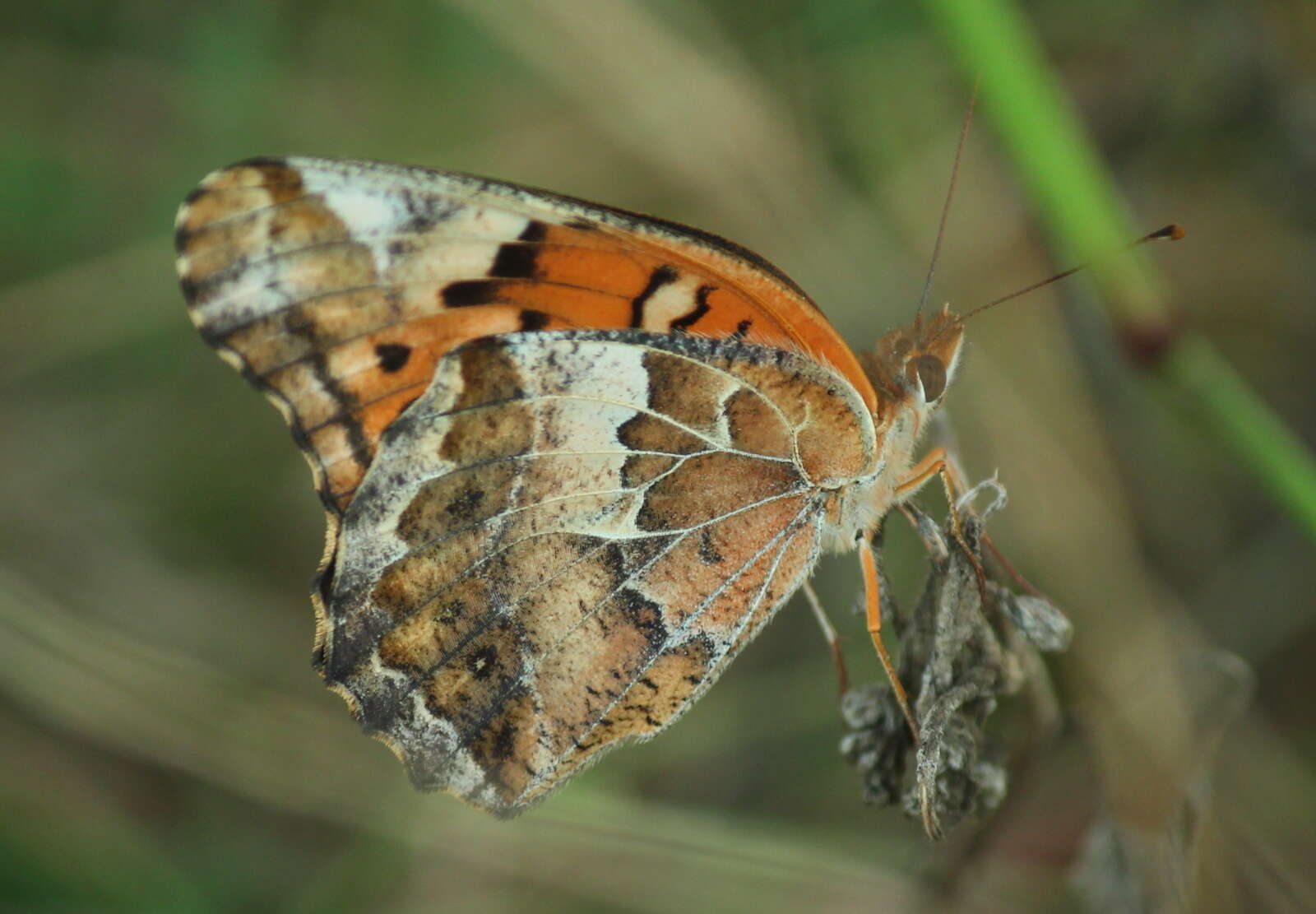 Image of Variegated Fritillary