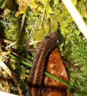 Image of Gold-striped salamander