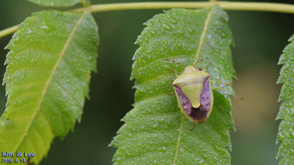 Image of Stink bug