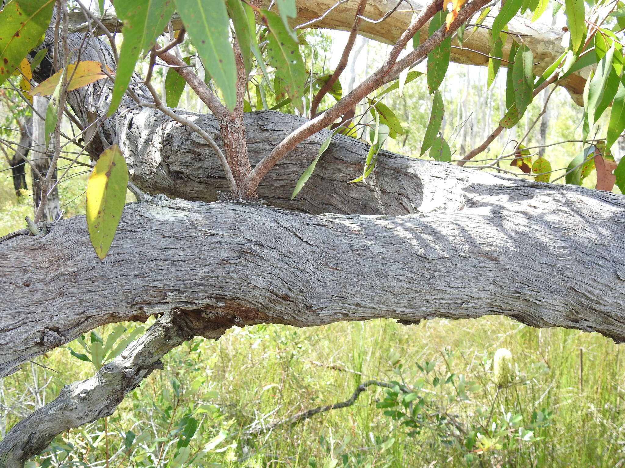 Слика од Eucalyptus latisinensis K. D. Hill