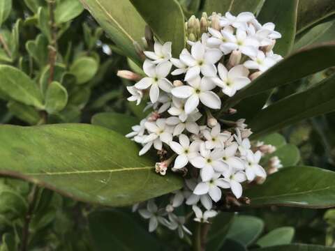 Image of Acokanthera oppositifolia (Lam.) Codd