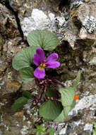 Слика од Viola flettii Piper