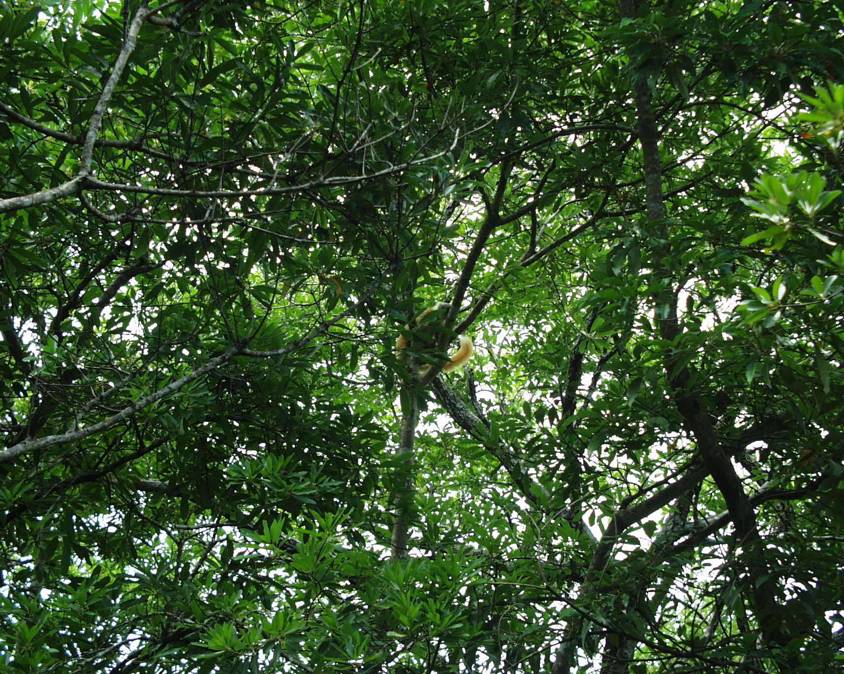 Image of Black Lemur