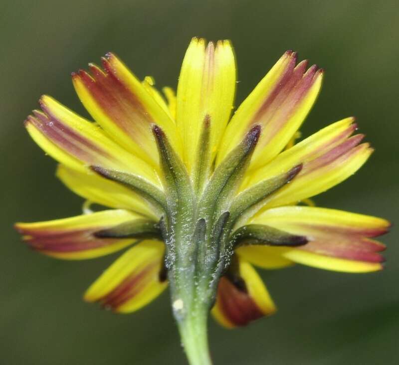 Image of Scorzoneroides microcephala (Boiss.) J. Holub