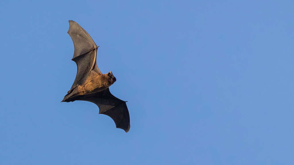 Image of Azorean Bat