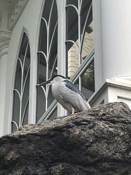 Image of Nycticorax nycticorax hoactli (Gmelin & JF 1789)