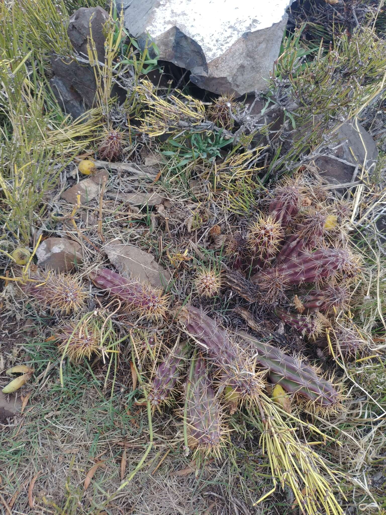 Imagem de Austrocactus spiniflorus (Phil.) F. Ritter