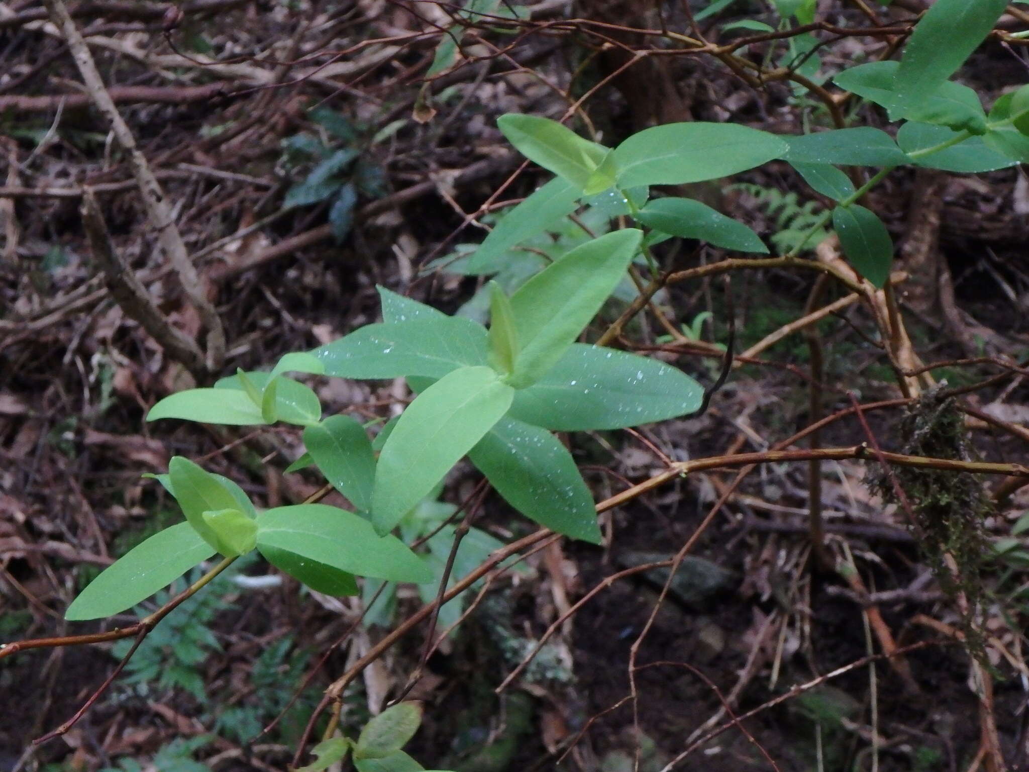 Image of Large-leaved Saint John's Wort