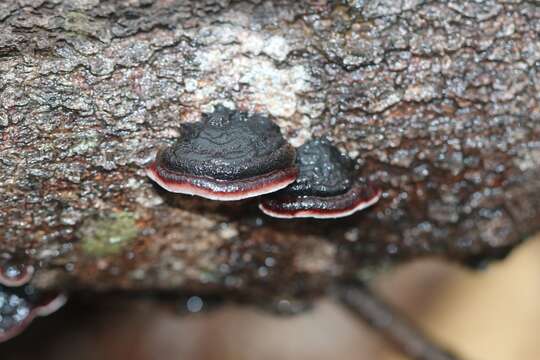 Image de Phaeotrametes decipiens (Berk.) J. E. Wright 1966