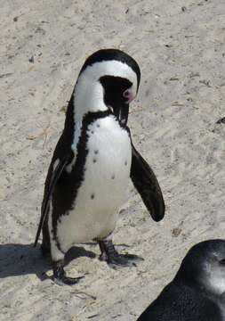 Image of African Penguin