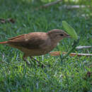 Image of Furnarius rufus albogularis (Spix 1824)