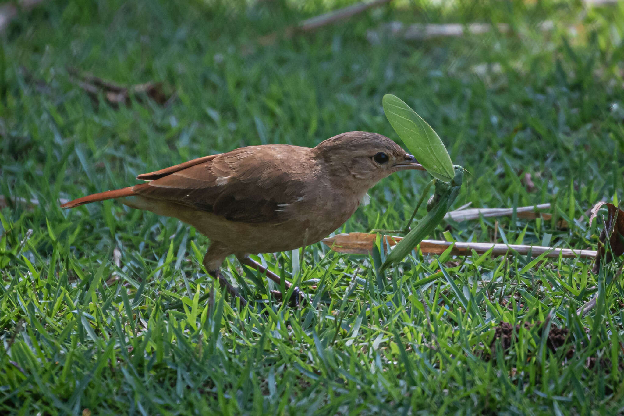 صورة Furnarius rufus albogularis (Spix 1824)