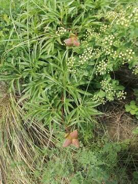 Image of Paeonia intermedia subsp. intermedia