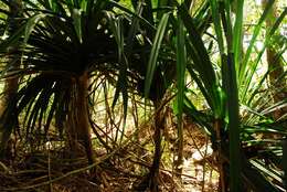 Image of Pandanus mayotteensis H. St. John