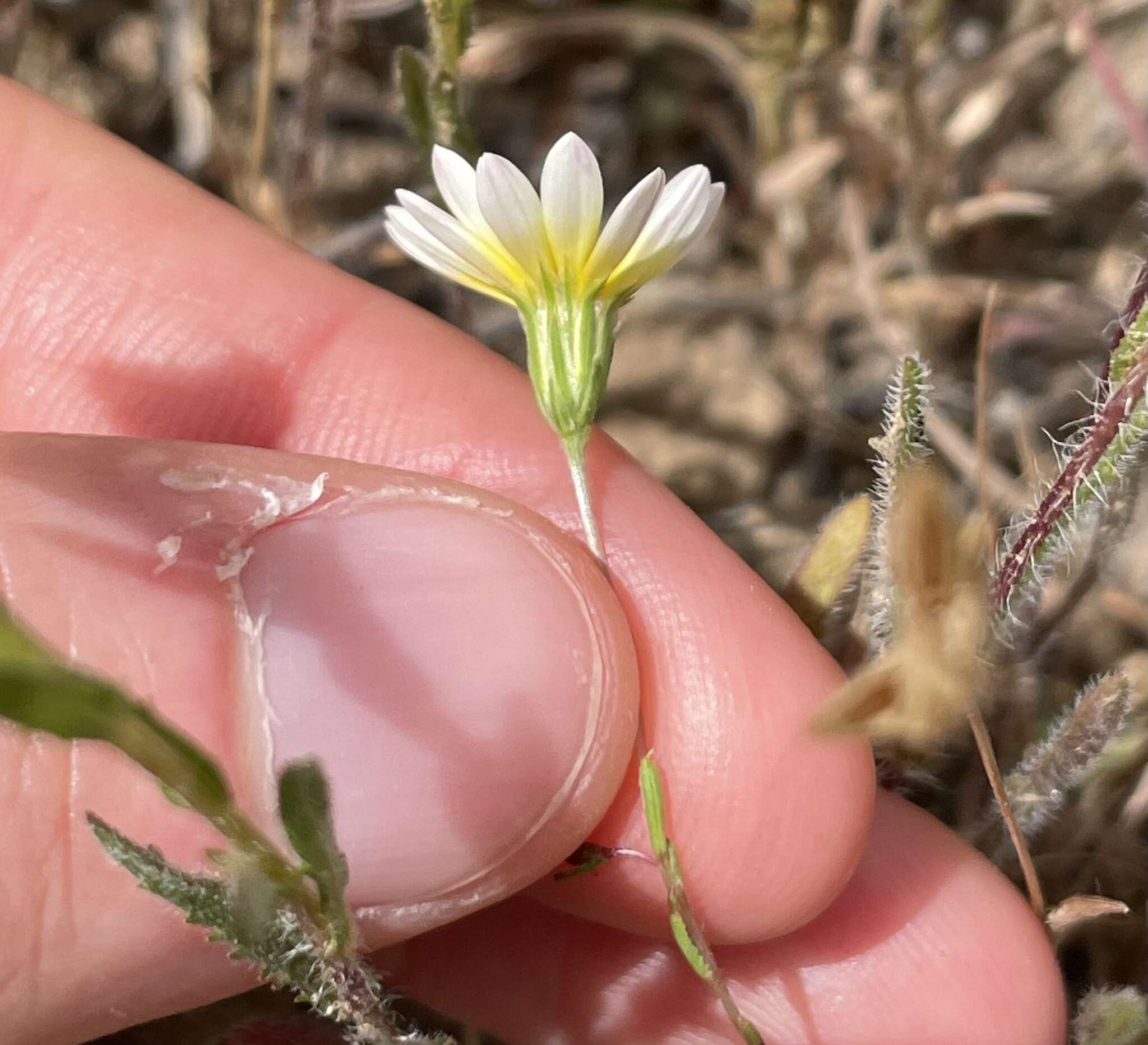 Image de Pentachaeta aurea subsp. allenii Keil