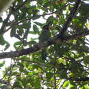 Image of Black-banded Barbet