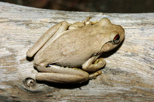 Litoria rothii (De Vis 1884)的圖片