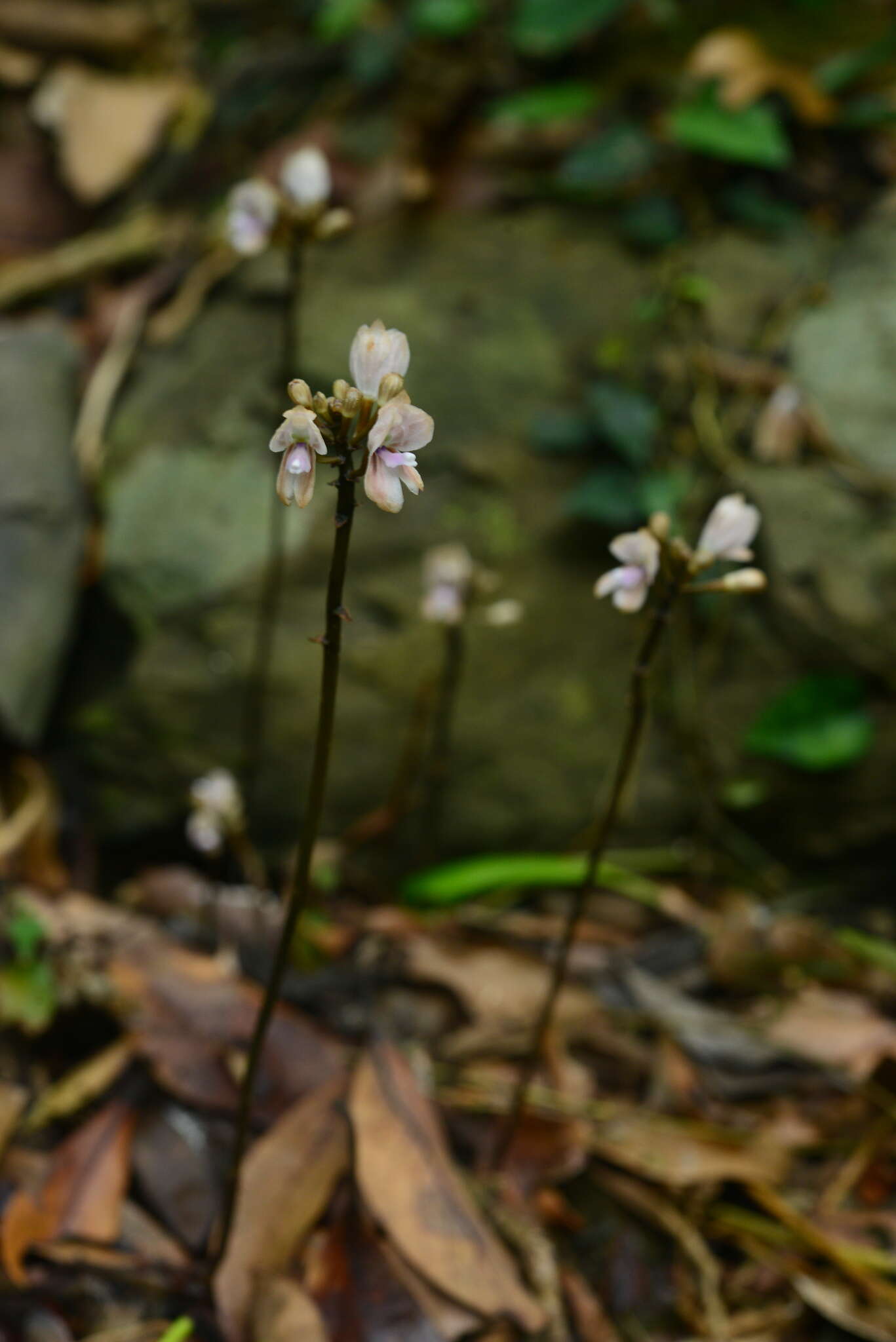 Image of Didymoplexiella siamensis (Rolfe ex Downie) Seidenf.