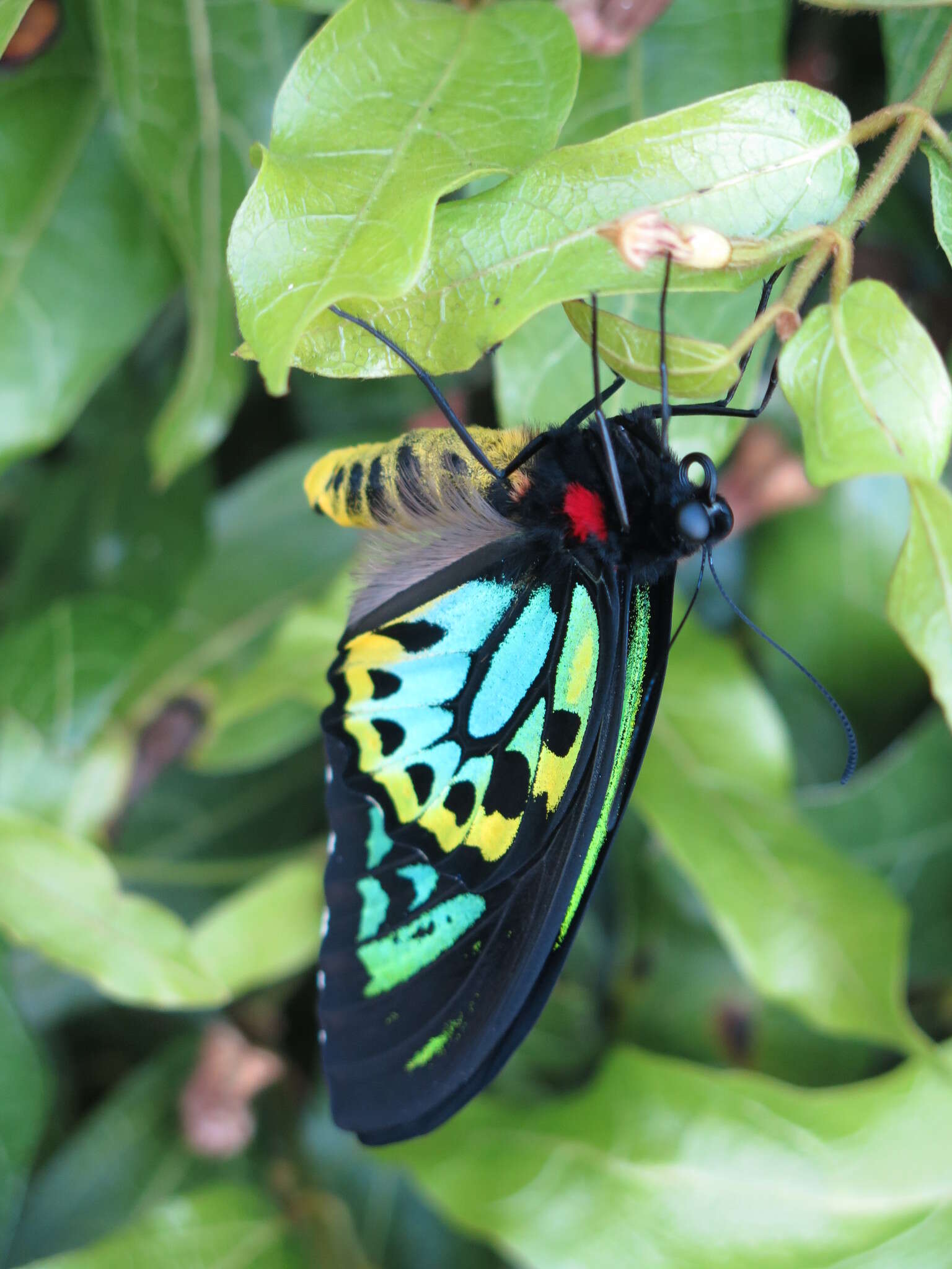 Слика од Ornithoptera richmondia (Gray (1853))