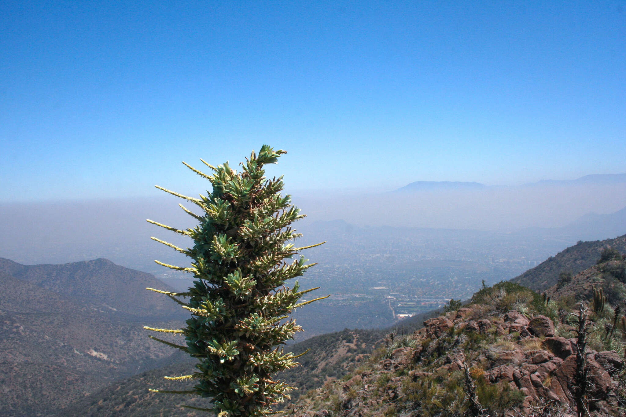 Puya alpestris subsp. zoellneri Zizka, J. V. Schneid. & Novoa的圖片