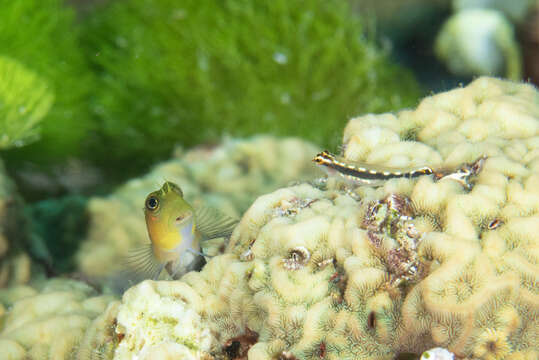 Image of Sebree's pygmygoby