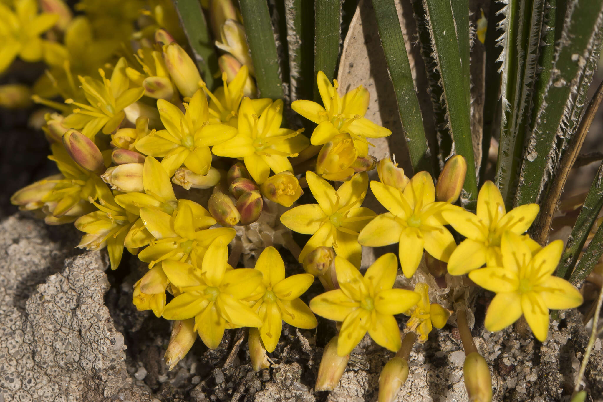 Image of Chamaexeros serra (Endl.) Benth.