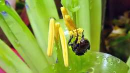 Image of Billbergia amoena (G. Lodd.) Lindl.