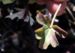 Image of Pelargonium tenuicaule Knuth