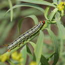 Image de Hyles tithymali phaelipae Gil-T. & Gil-Uceda 2012