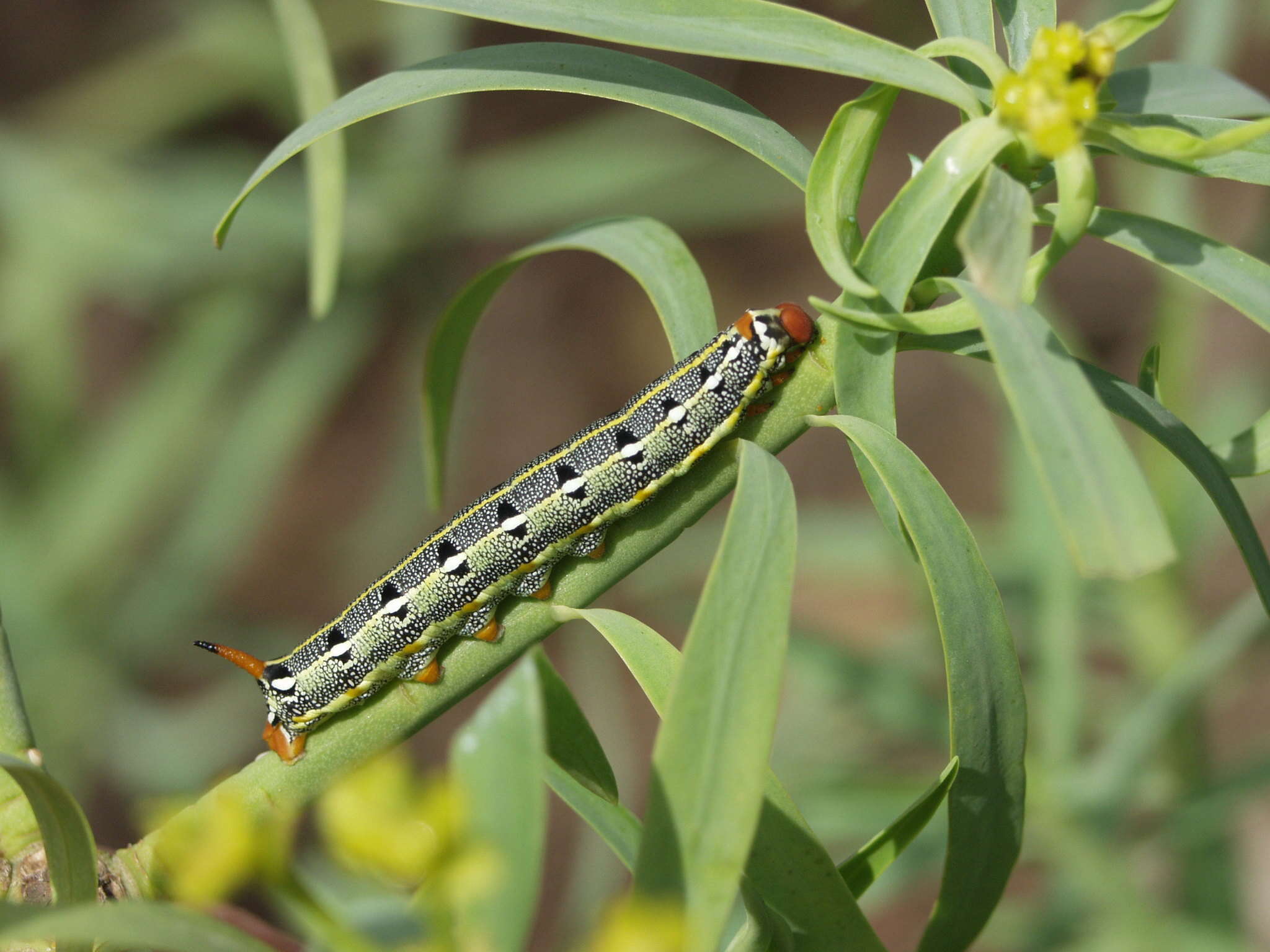 Image of Hyles tithymali phaelipae Gil-T. & Gil-Uceda 2012