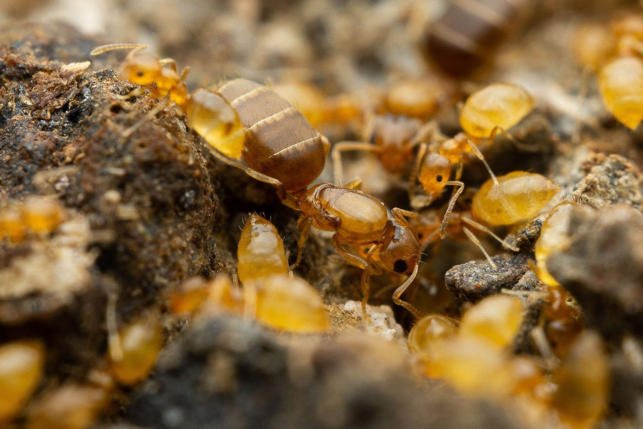 Image of Little yellow ant