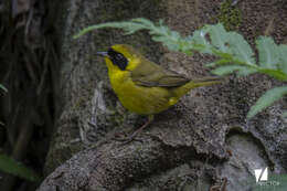 Image de Paruline à couronne jaune