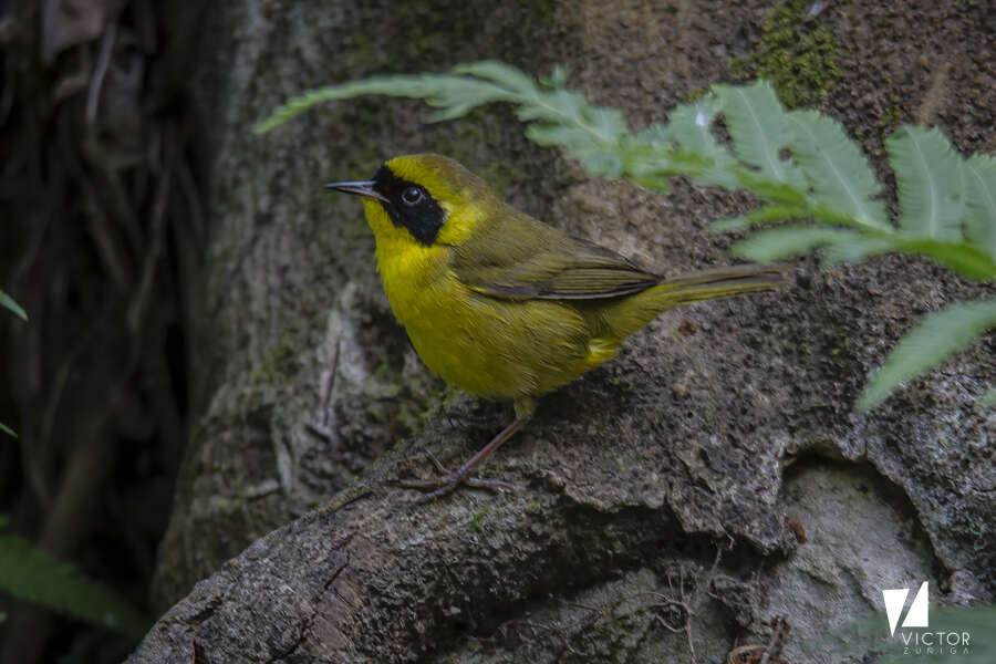 Image de Paruline à couronne jaune