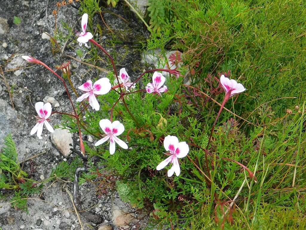 Image of Pelargonium divisifolium P. Vorster