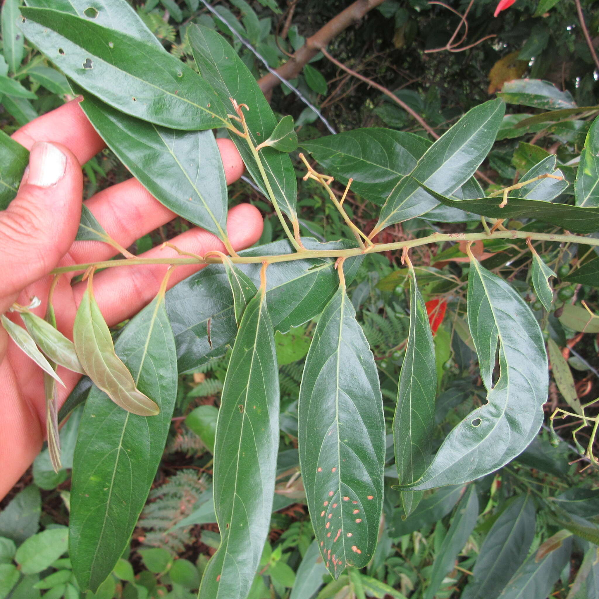 Image de Nectandra lineata (Kunth) J. G. Rohwer