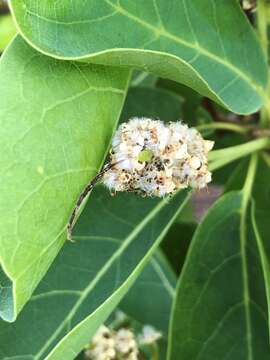 Image of Terminalia porphyrocarpa F. Müll. ex Benth.