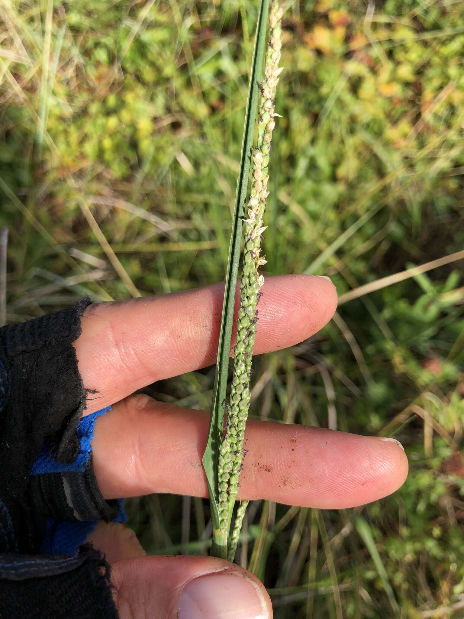 Image of Egyptian Water Crown Grass