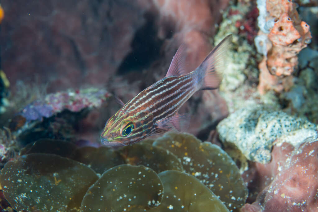 Sivun Cheilodipterus macrodon (Lacepède 1802) kuva