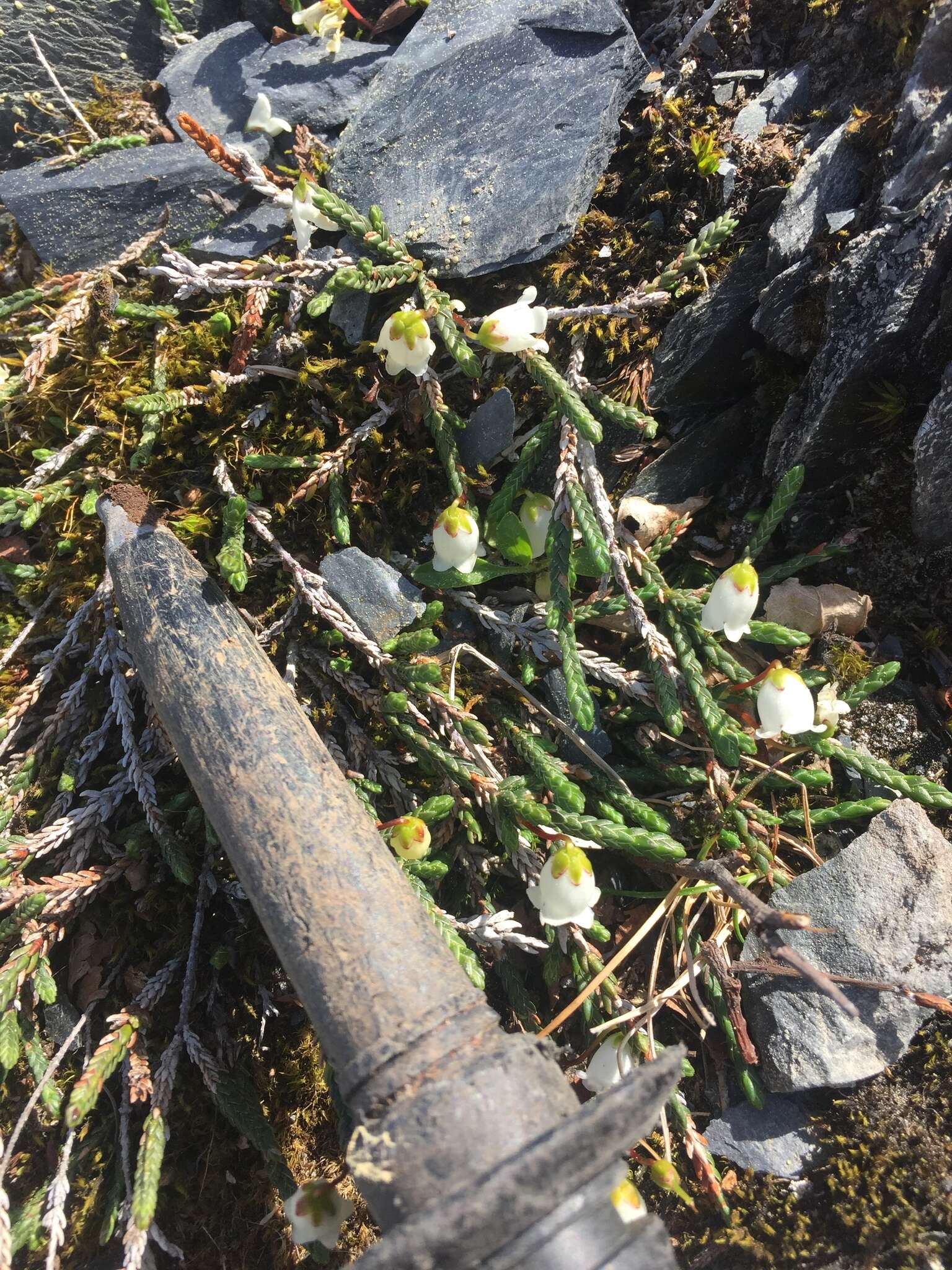 Image of clubmoss cassiope