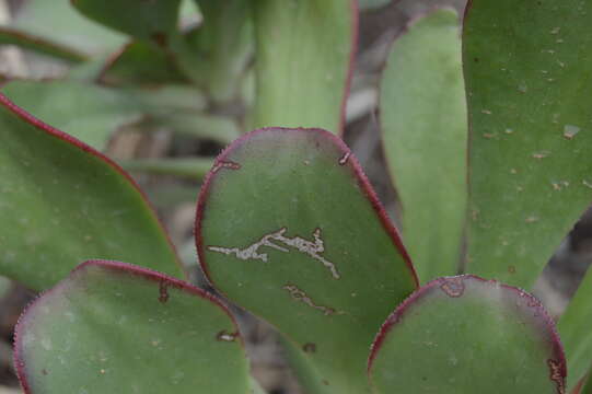 Image of Aeonium ciliatum (Willd.) Webb & Berth.