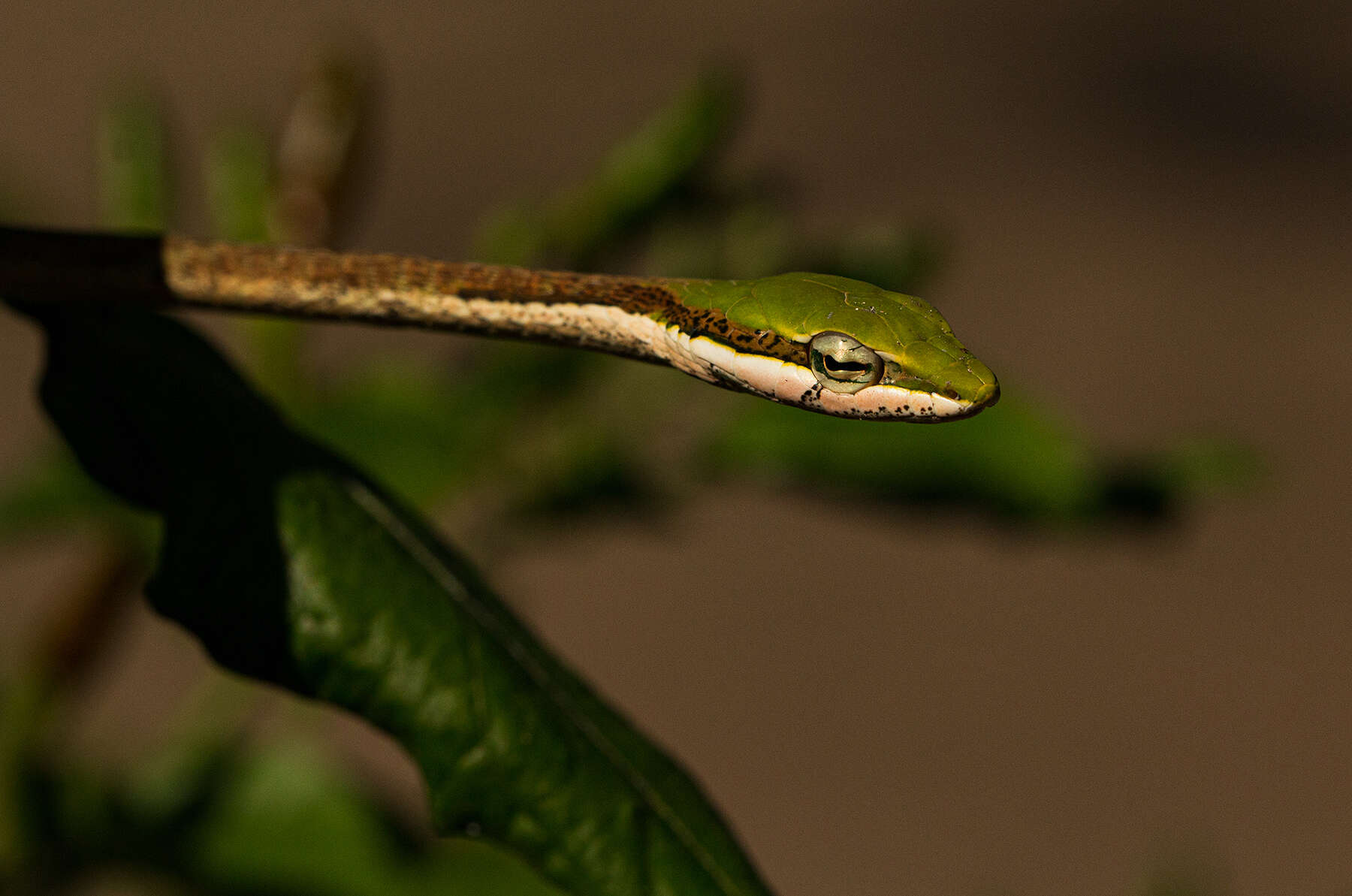 Image of Twig snake