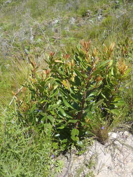 Image of Laurophyllus