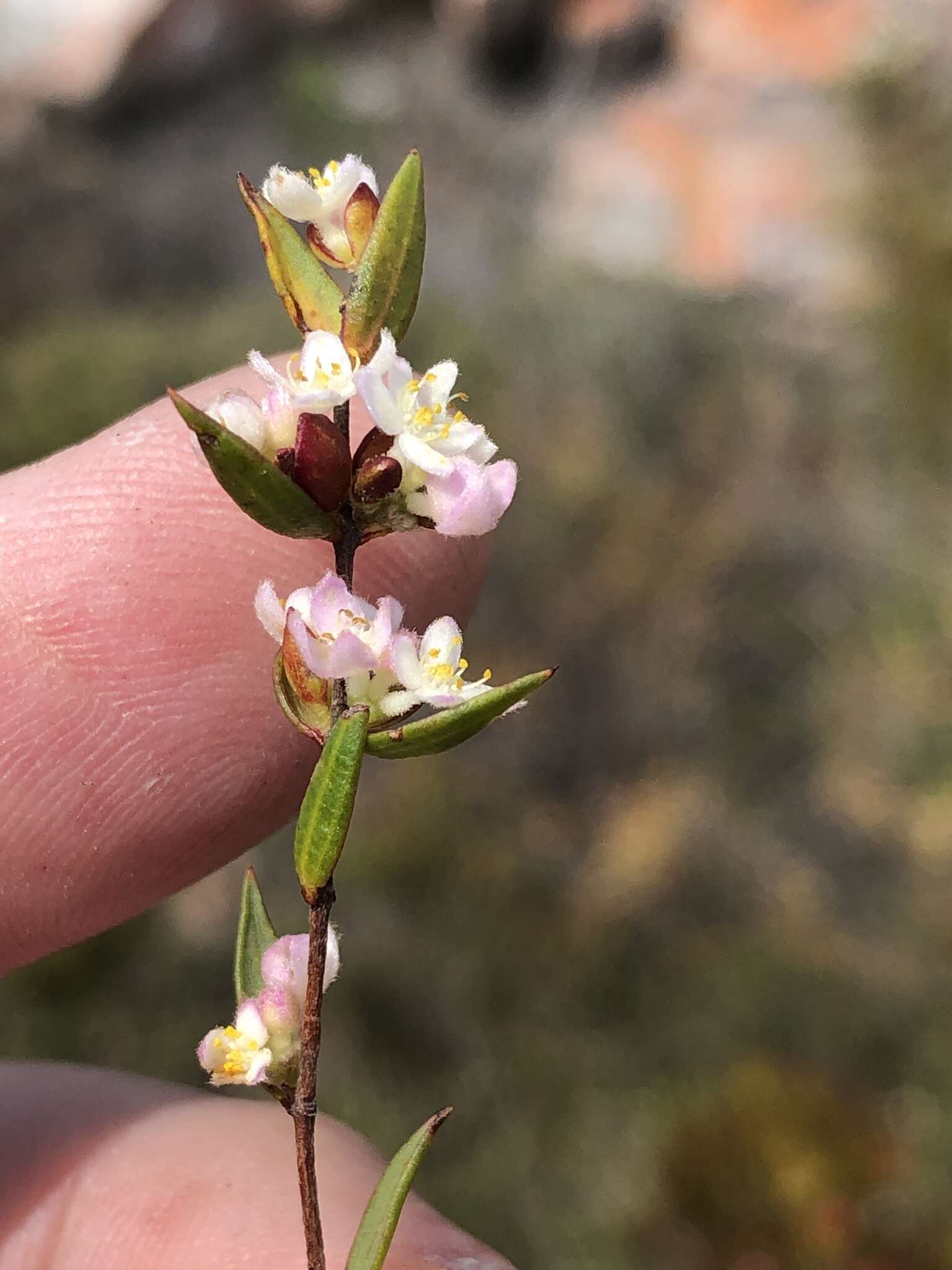 Image of Lachnaea burchellii Meissn.