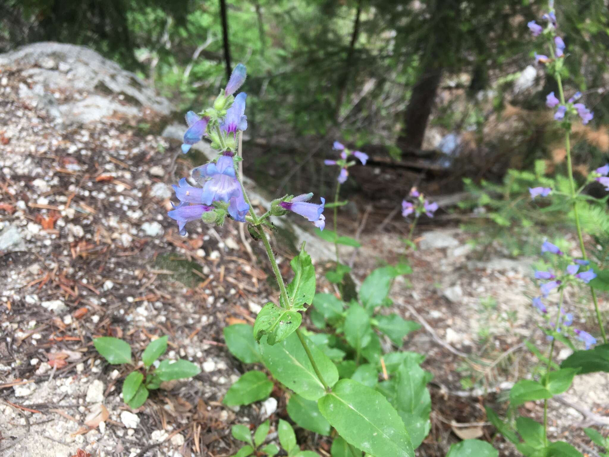 Image of Siskiyou beardtongue