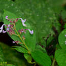 Image de Plectranthus kanneliyensis (L. H. Cramer & S. Balas.) R. H. Willemse